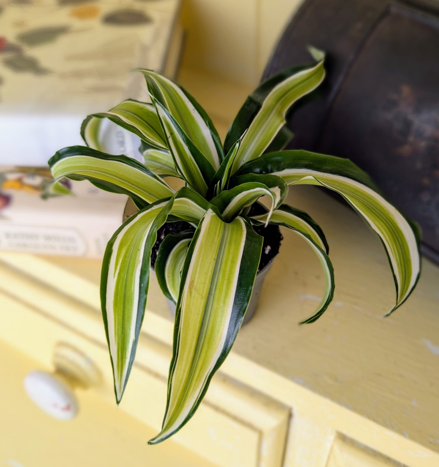 Dracaenea Dragontree 'Malaika' in 6 cm pot