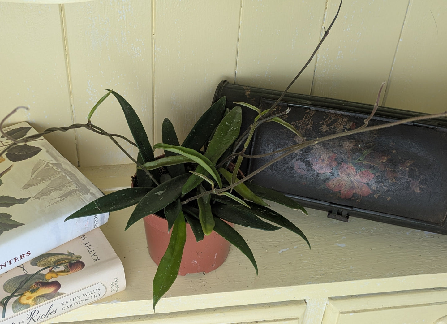 Hoya 'Minibelle' in 10.5 cm pot