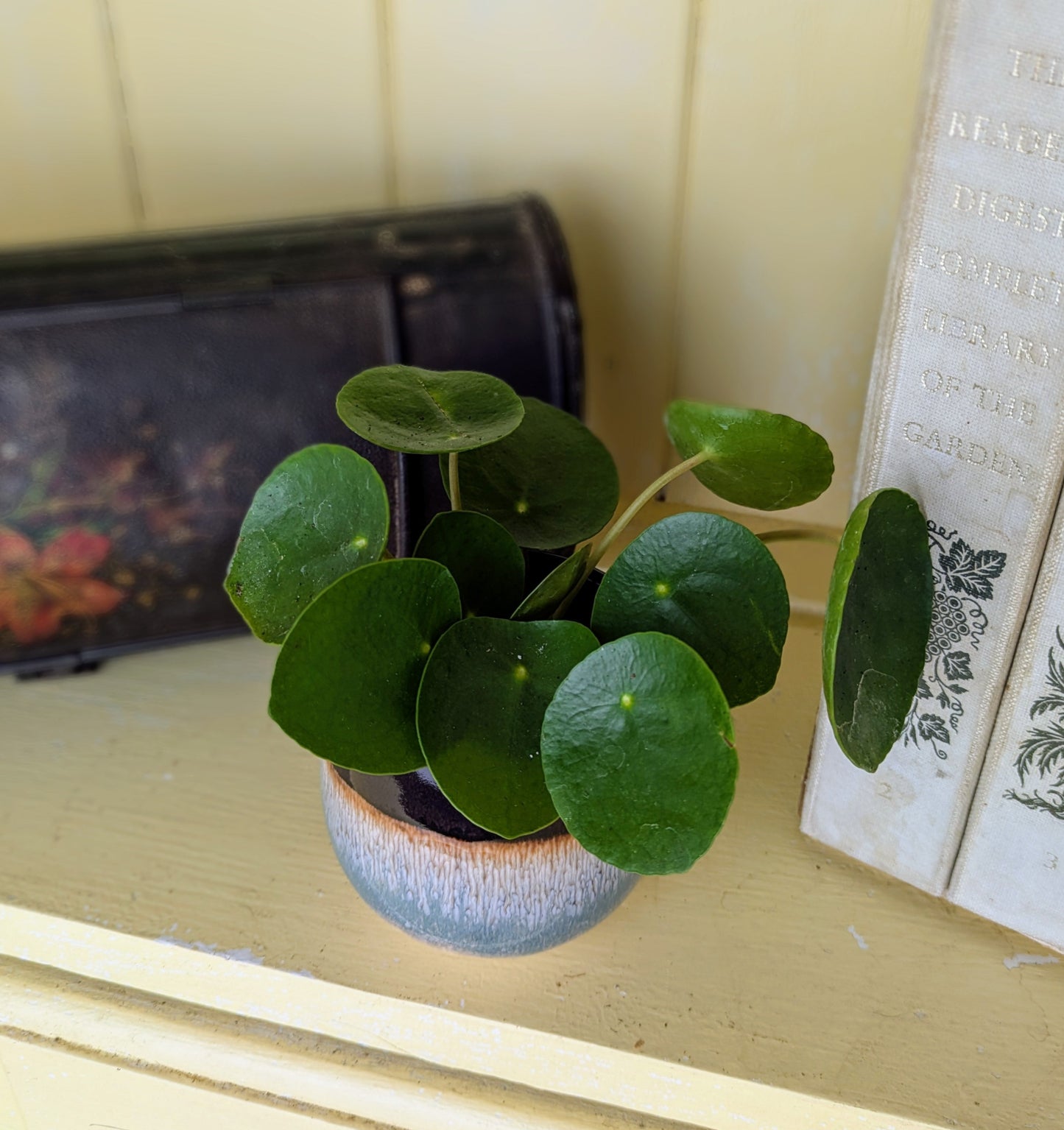Pilea peperomiodes in 6 cm pot