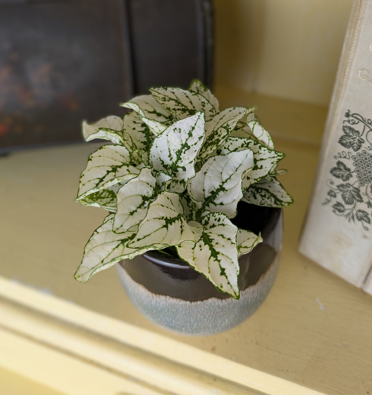 a white and green leaved plant in a earth coloured ceramic pot sitting on a yellow dresser