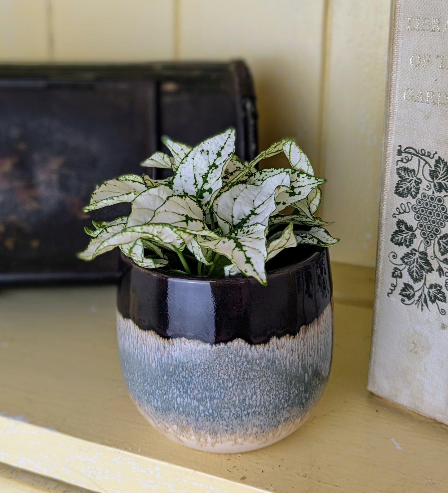 Hypoestes phyllostachya White in 6 cm pot