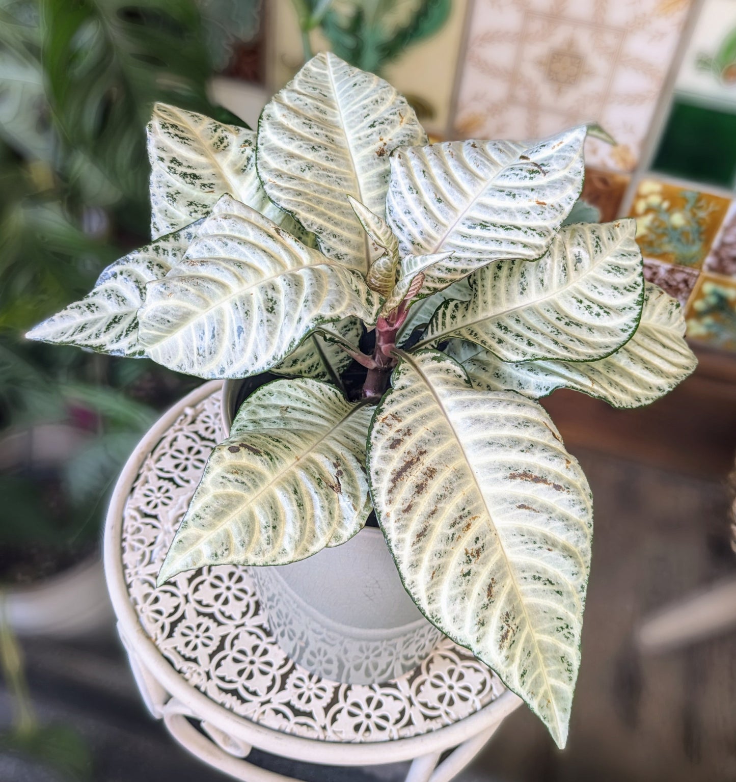 powdery white leaves with green margins in a grey ceramic pot