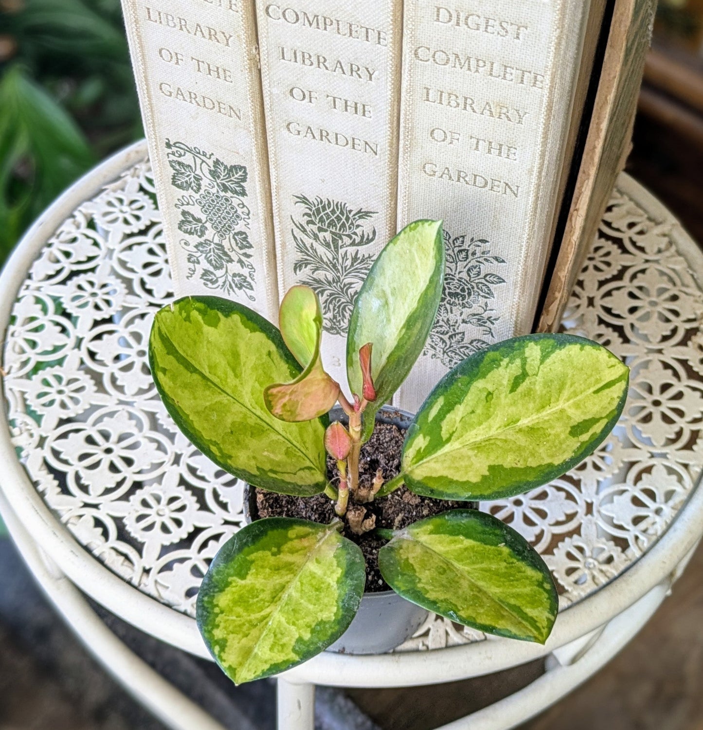 Hoya carnosa tricolor in 6 cm pot