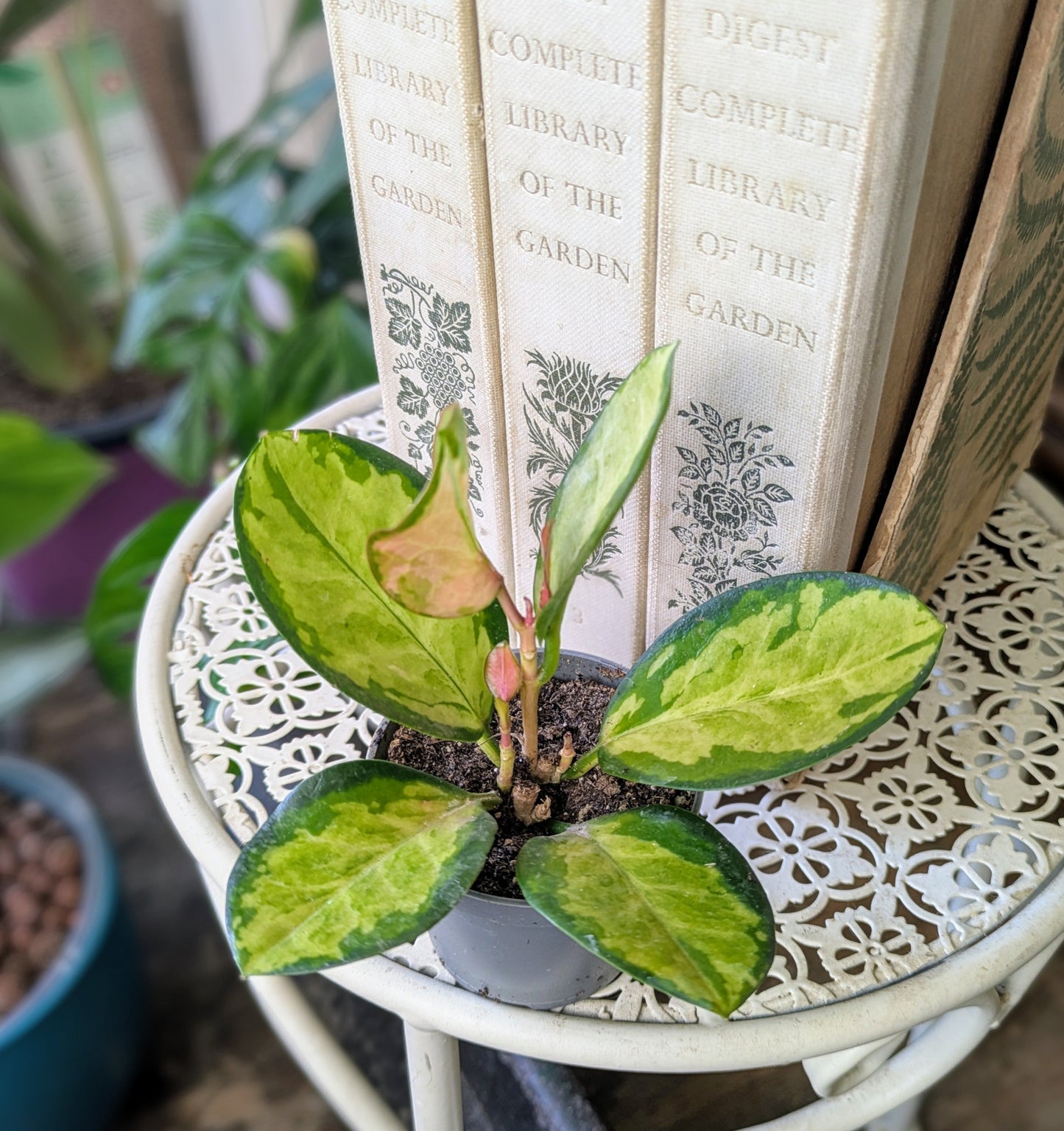 large oval leaves of light green with dark green margin