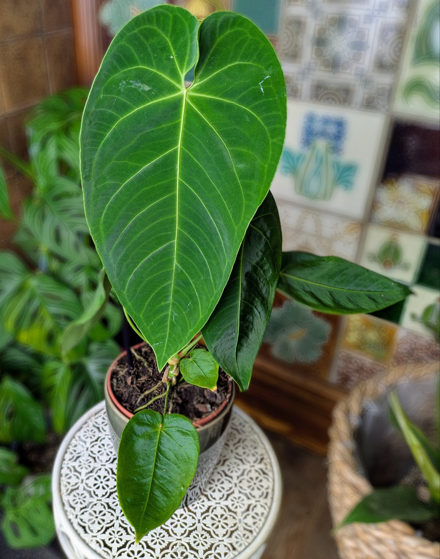 Anthurium queremalense in 12 cm pot