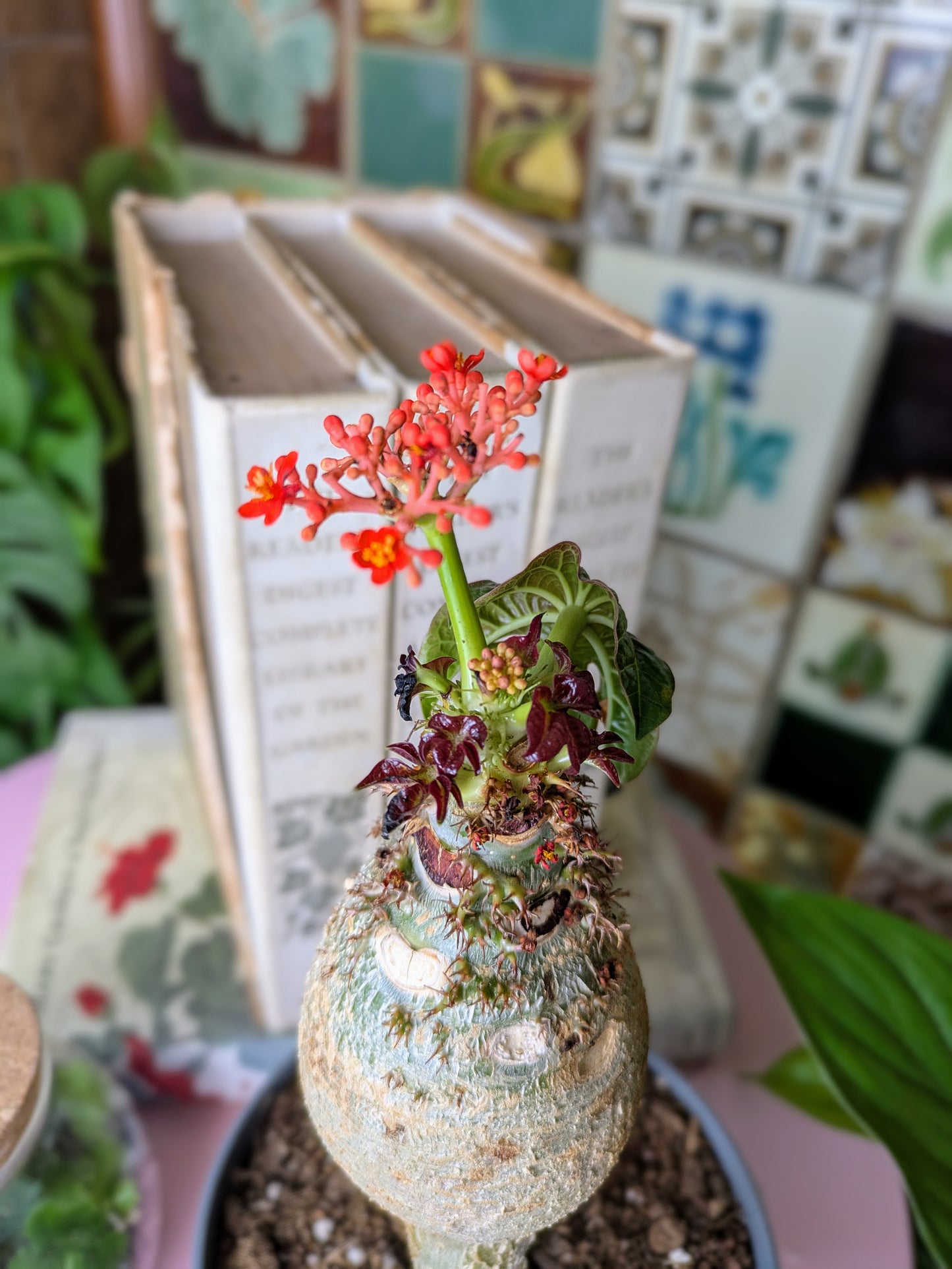 Jatropha Podagrica 'Oranje' in 13 cm pot