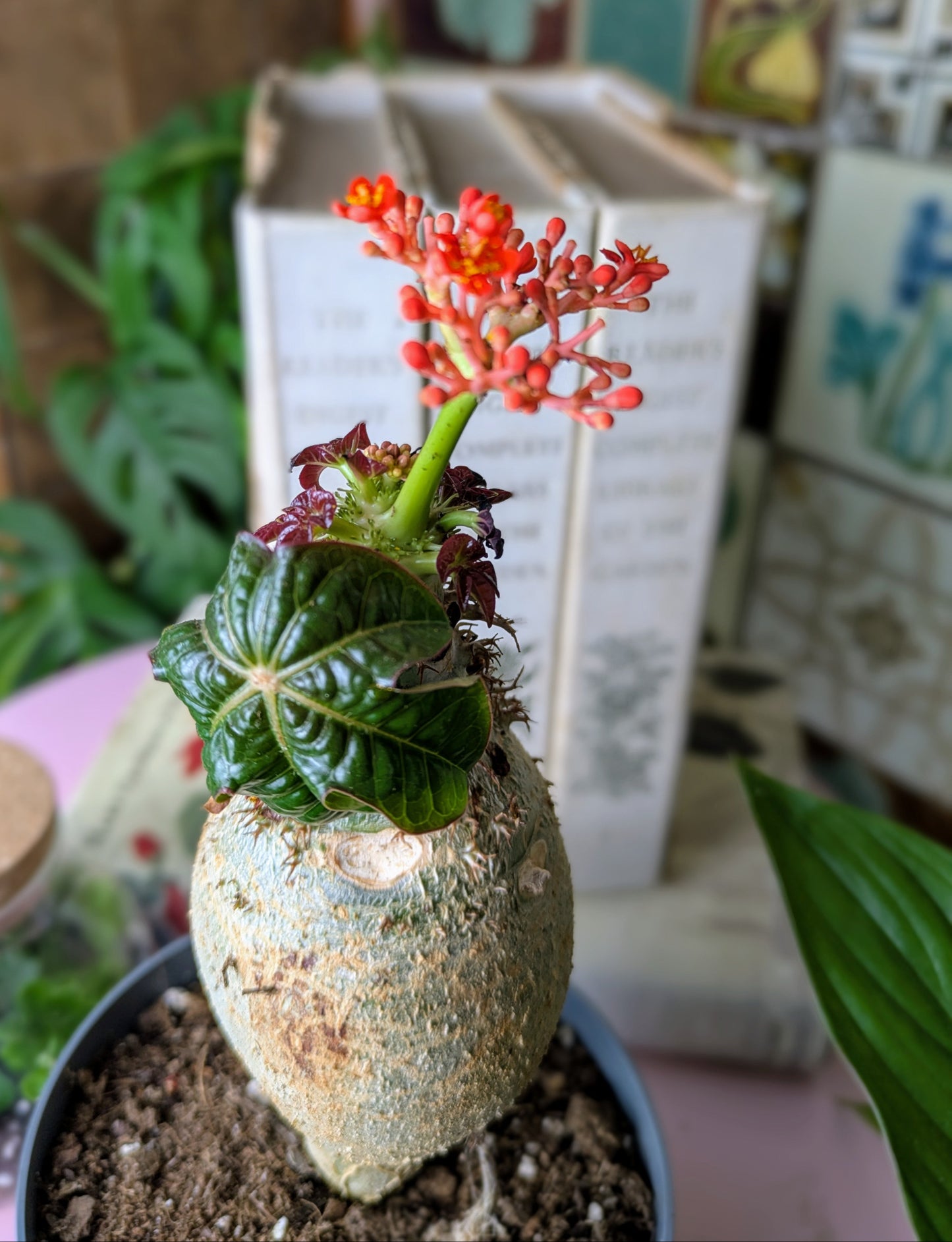 Jatropha Podagrica 'Oranje' in 13 cm pot