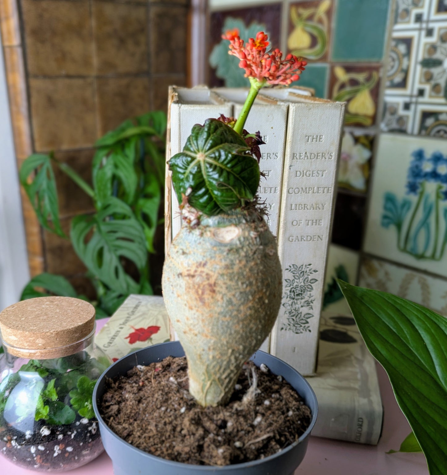 strange looking houseplant with a swollen trunk and 1 green leaf and a cluster of orange flowers on a green stem at the top