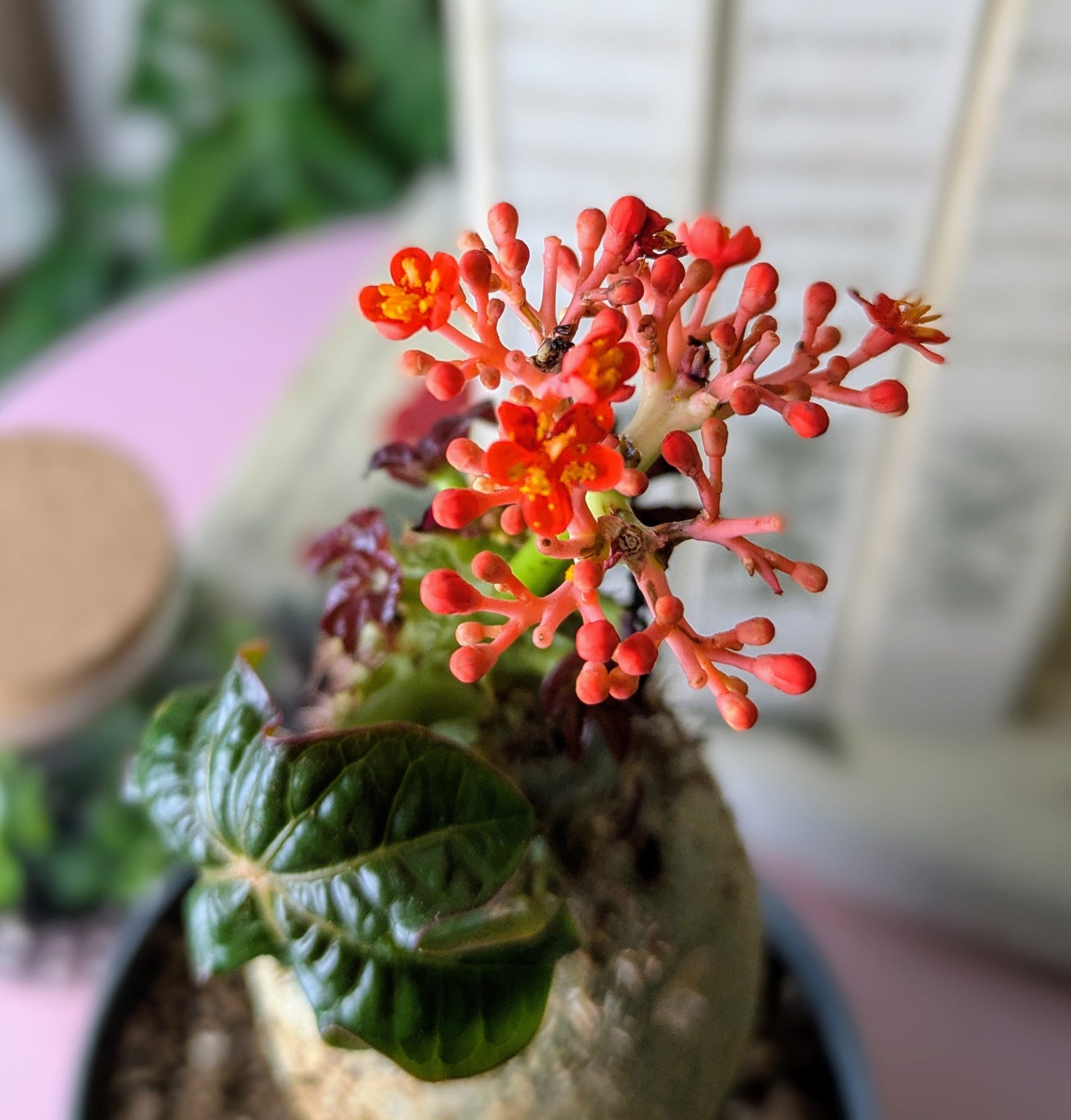 Jatropha Podagrica 'Oranje' in 13 cm pot