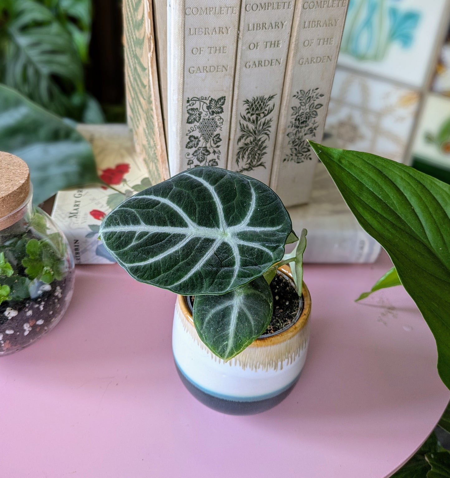 dark green, white veined leaf of a plant in a ceramic pot on a pink table with books and a glass terrarium as a backdrop