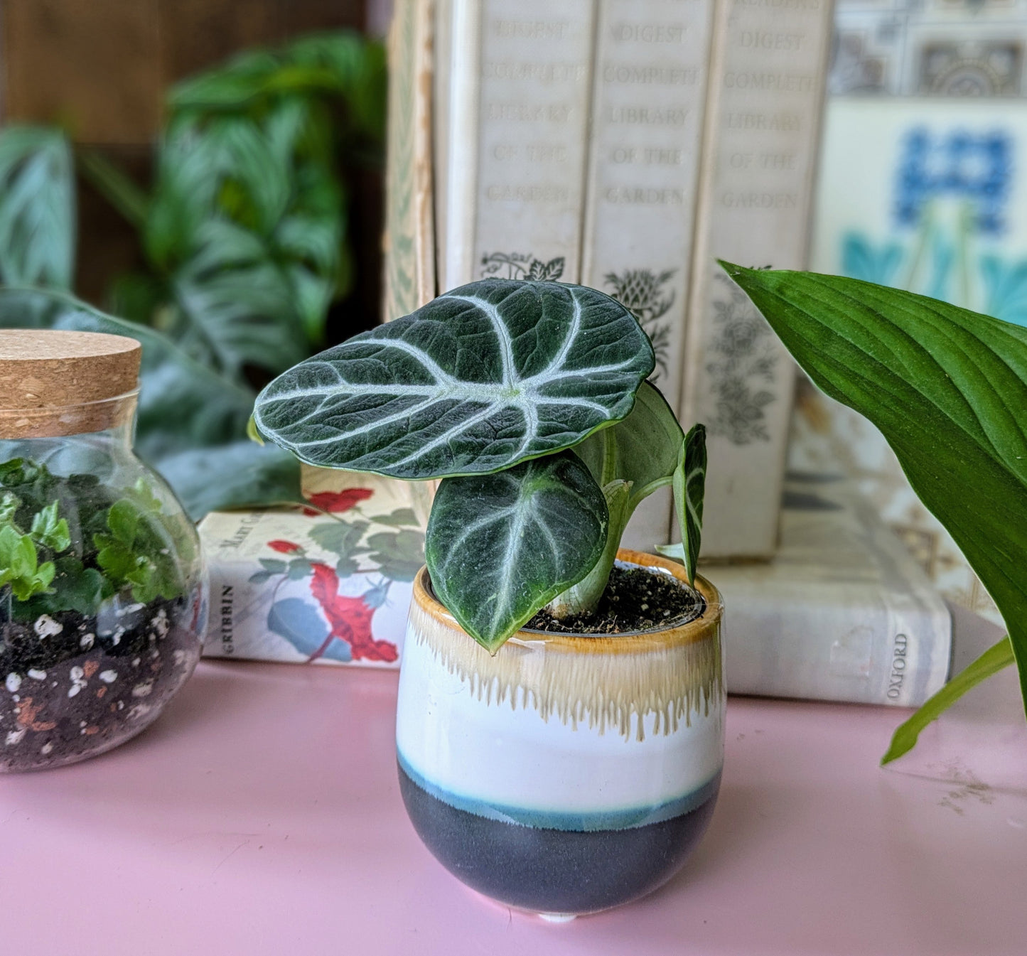 Alocasia 'Ninja' in 6 cm pot