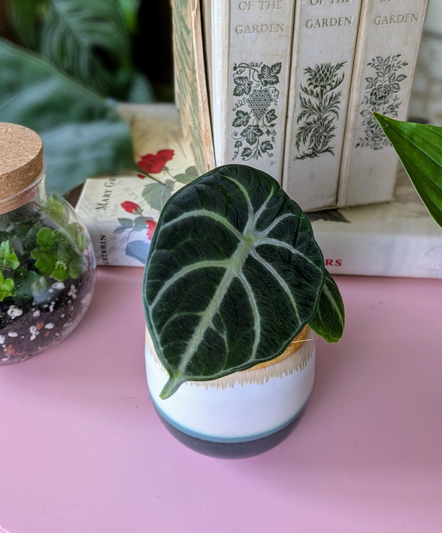 Alocasia 'Ninja' in 6 cm pot