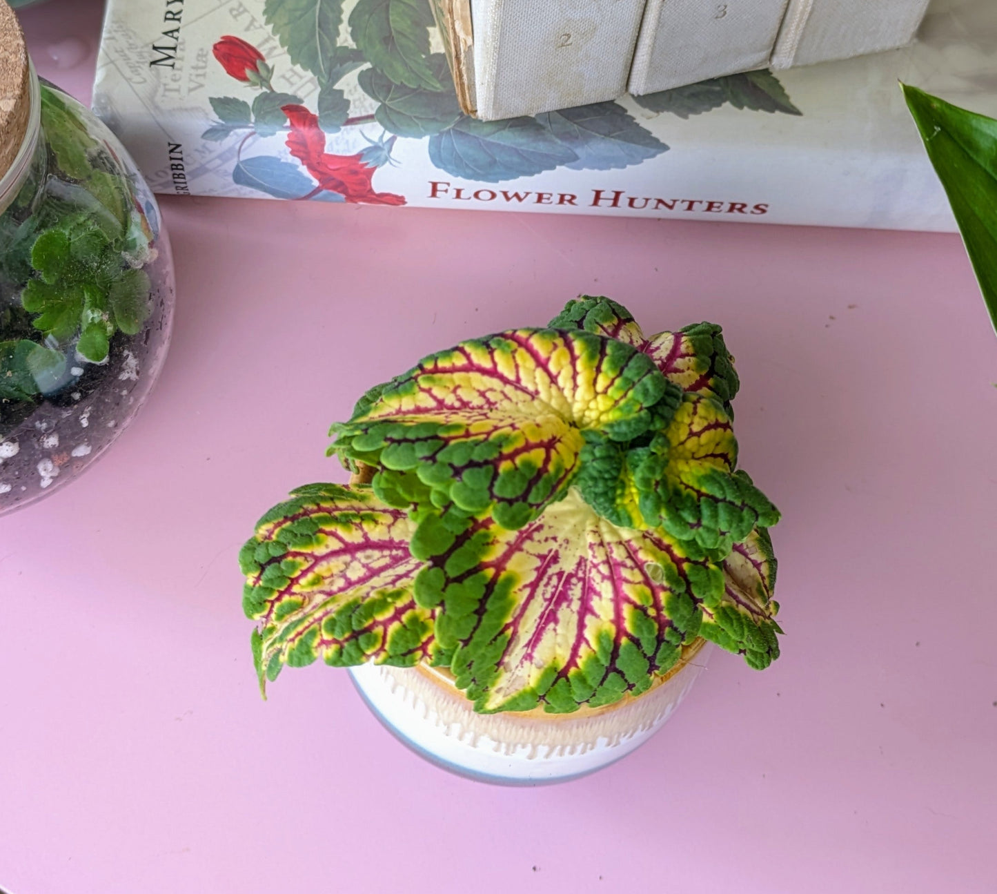 Coleus spacecake in 6 cm pot