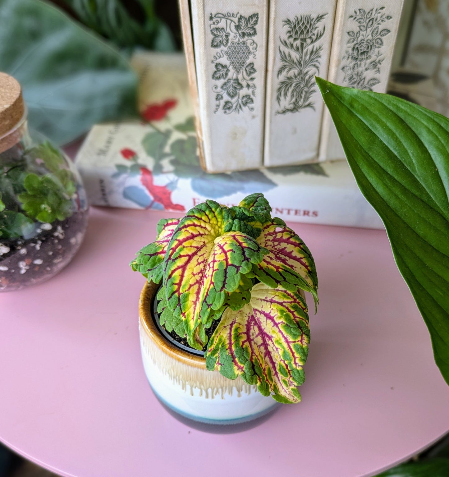 crinkled red yellow and green leafed plant in a ceramic pot on a pink table