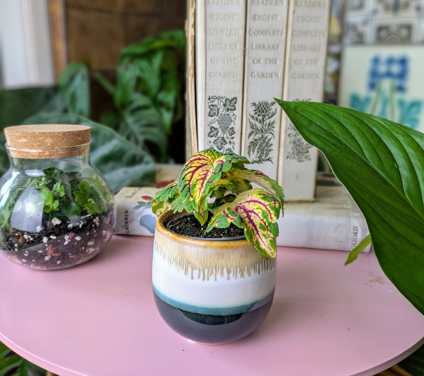 Coleus spacecake in 6 cm pot