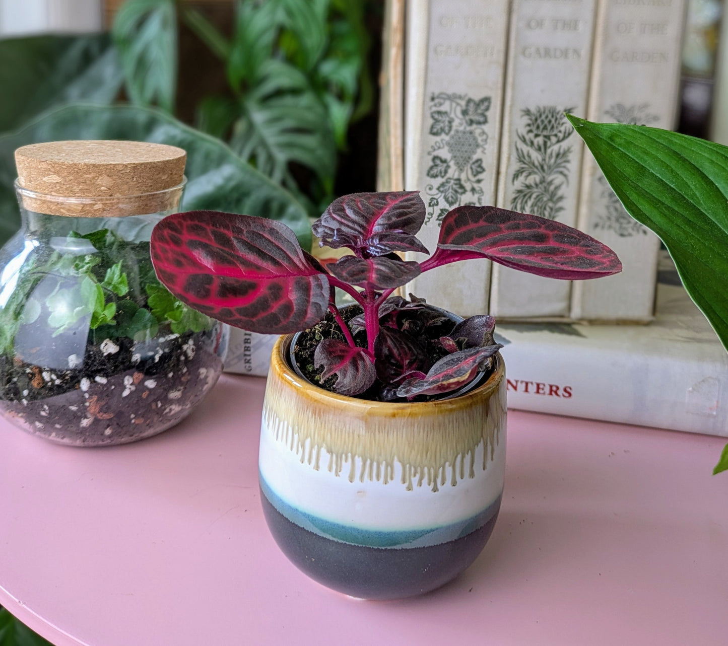 Iresine herbstii 'Bloodleaf' in 6 cm pot