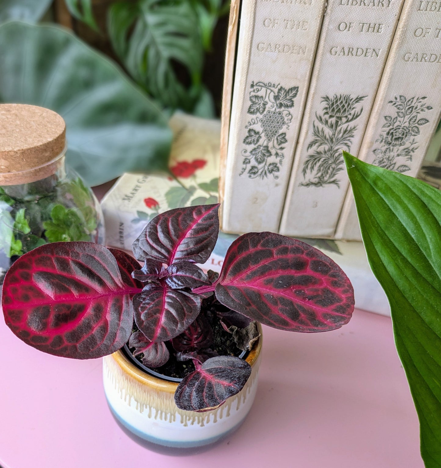 Iresine herbstii 'Bloodleaf' in 6 cm pot