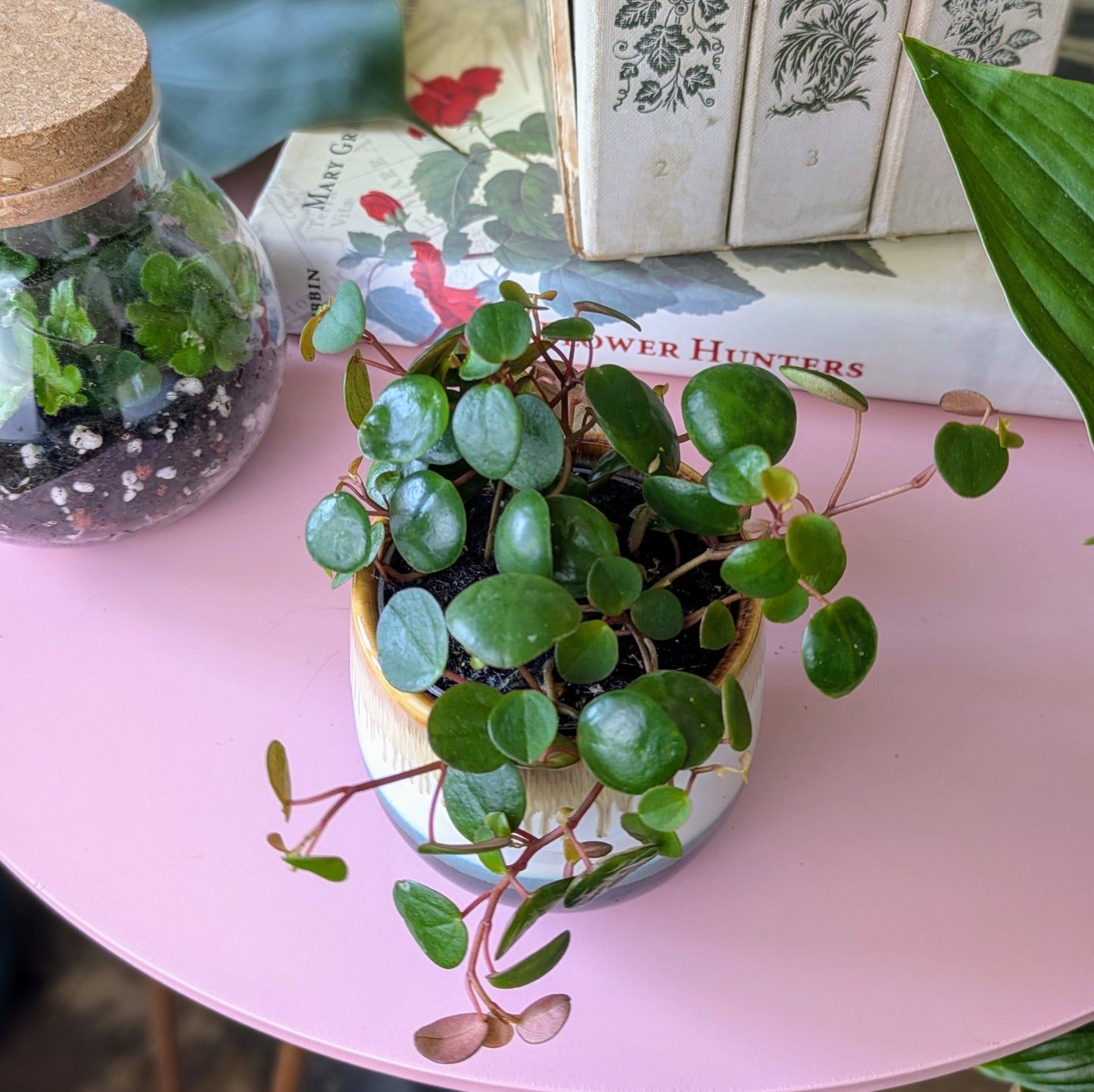 Peperomia Pepperspot in 6 cm pot