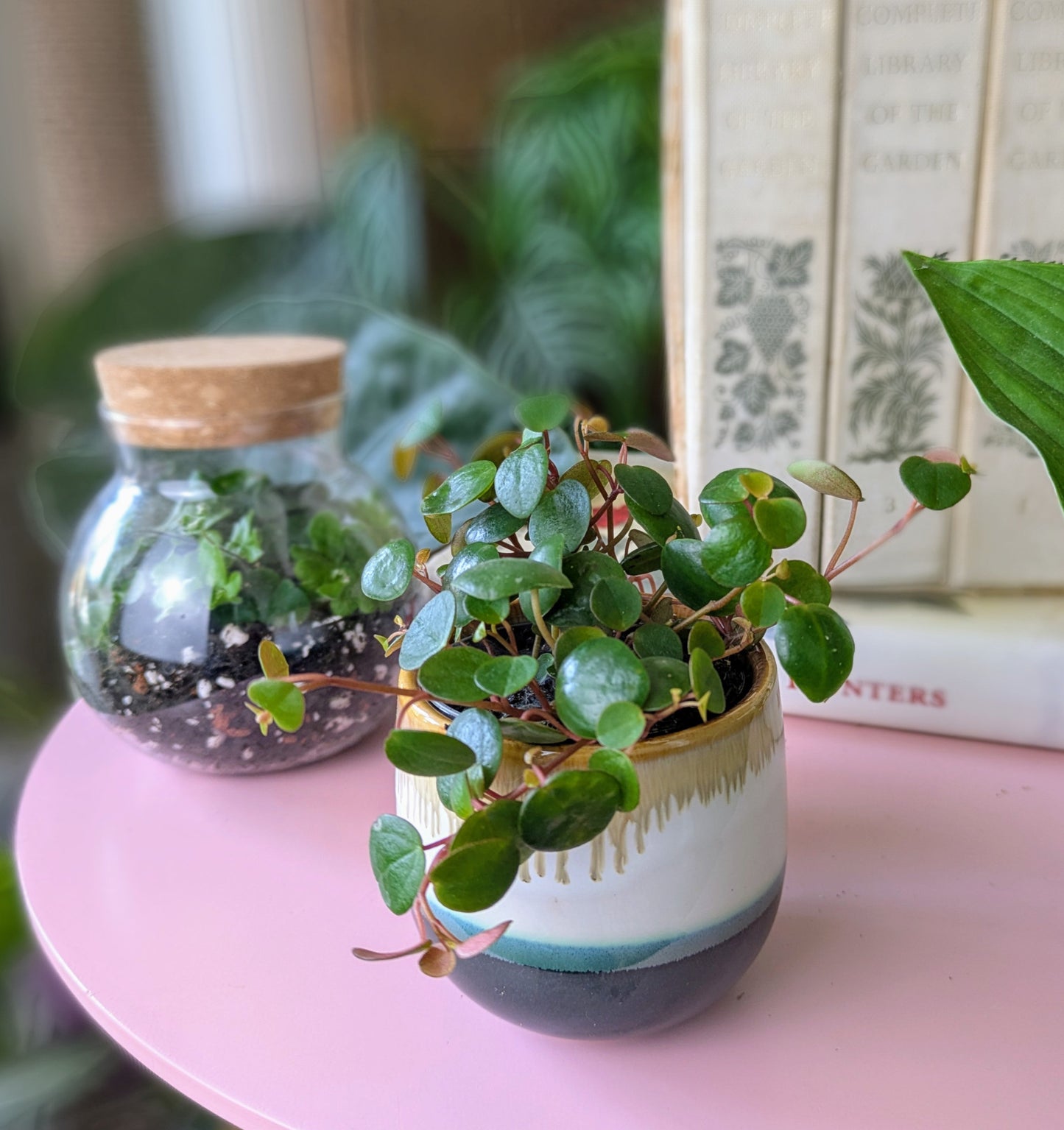 A plant with small leaves on thin stems in a ceramic pot with a glass terrarium in the background