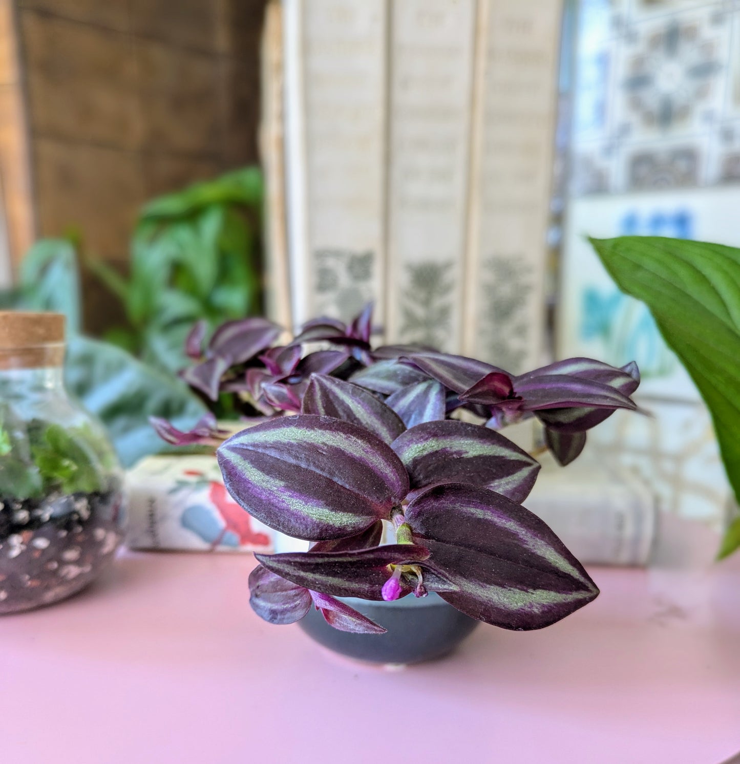 Tradescantia 'Zebra' in 6 cm pot
