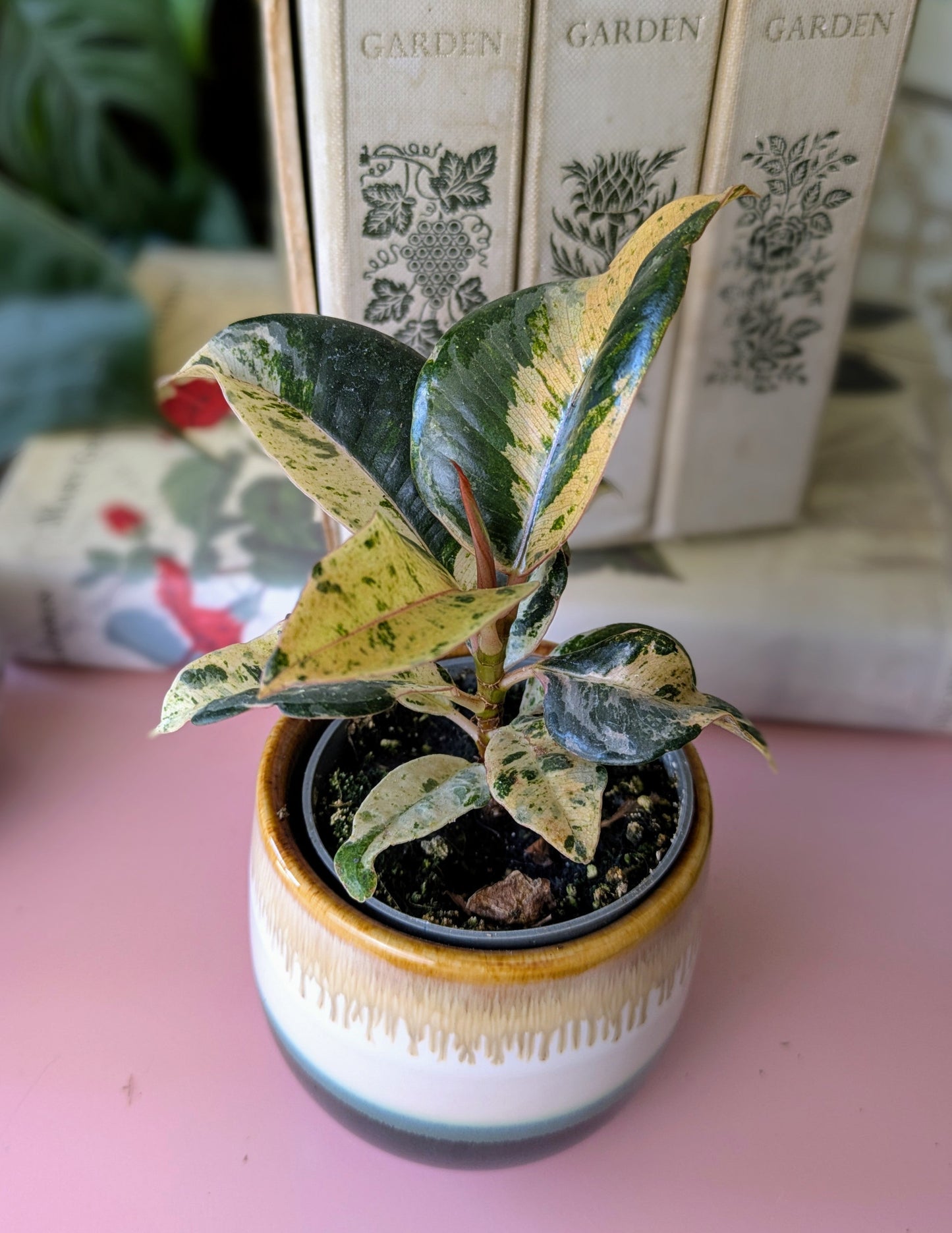 Ficus elastica 'Schrijveriana' in 6 cm pot