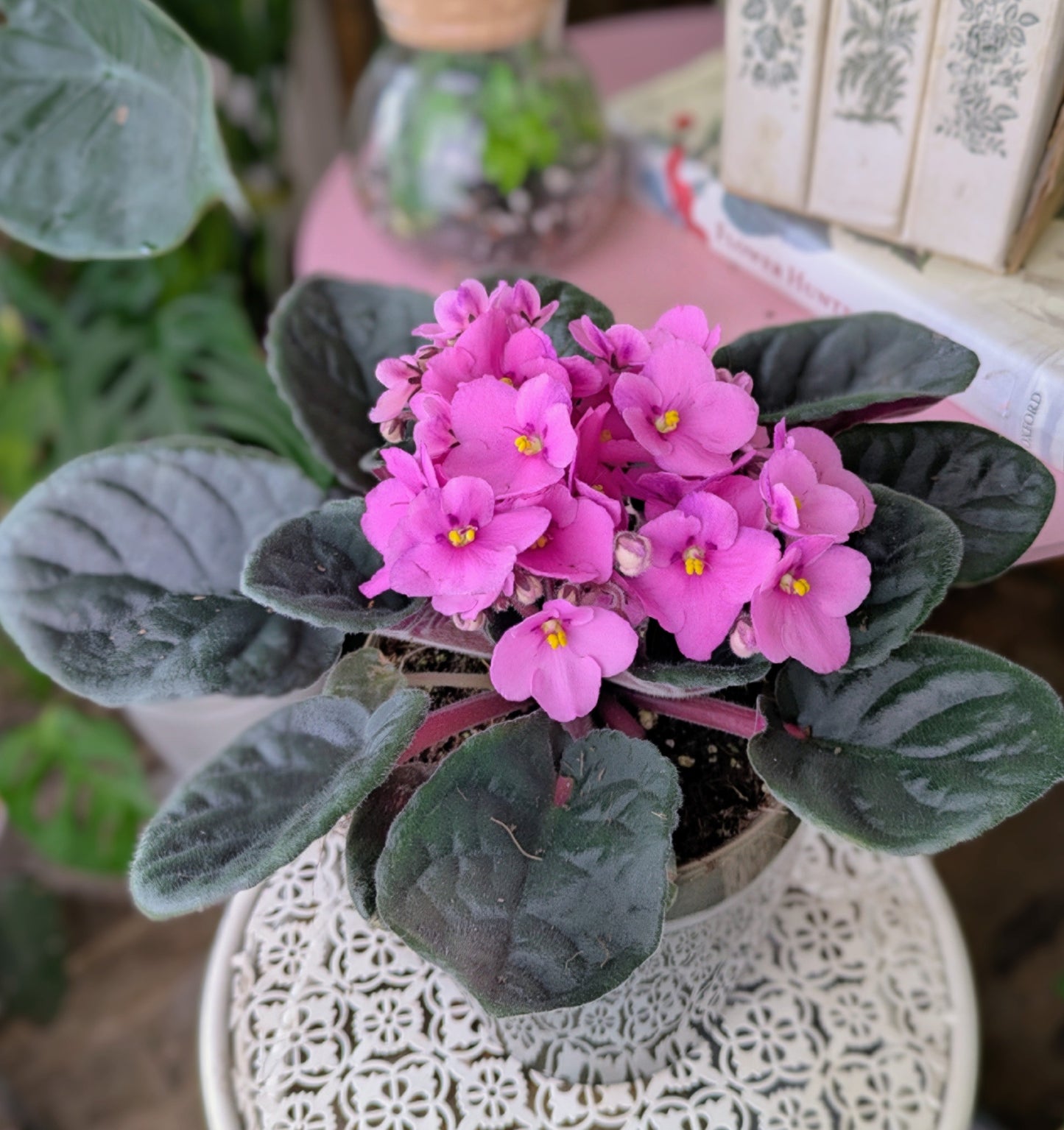 Pot plant with pretty small pink flower clusters on a white table with books in the background