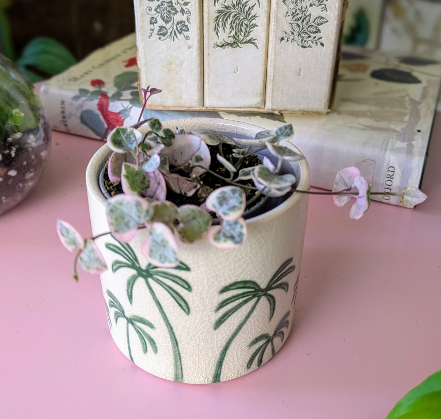 String of Hearts Variegated - Ceropegia linearis woodii Variegata in 6 cm pot