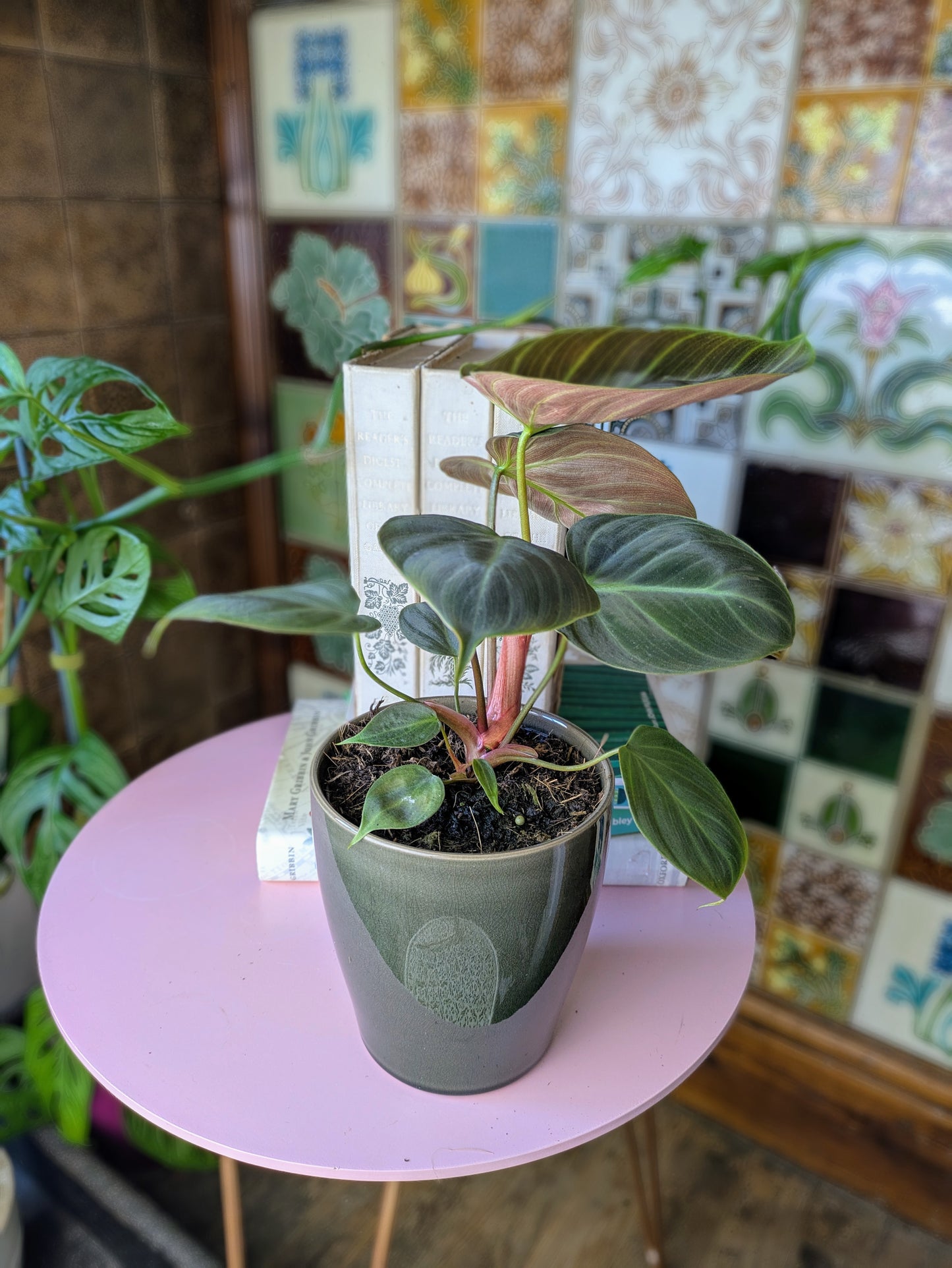 Philodendron Choco Red in 12 cm pot