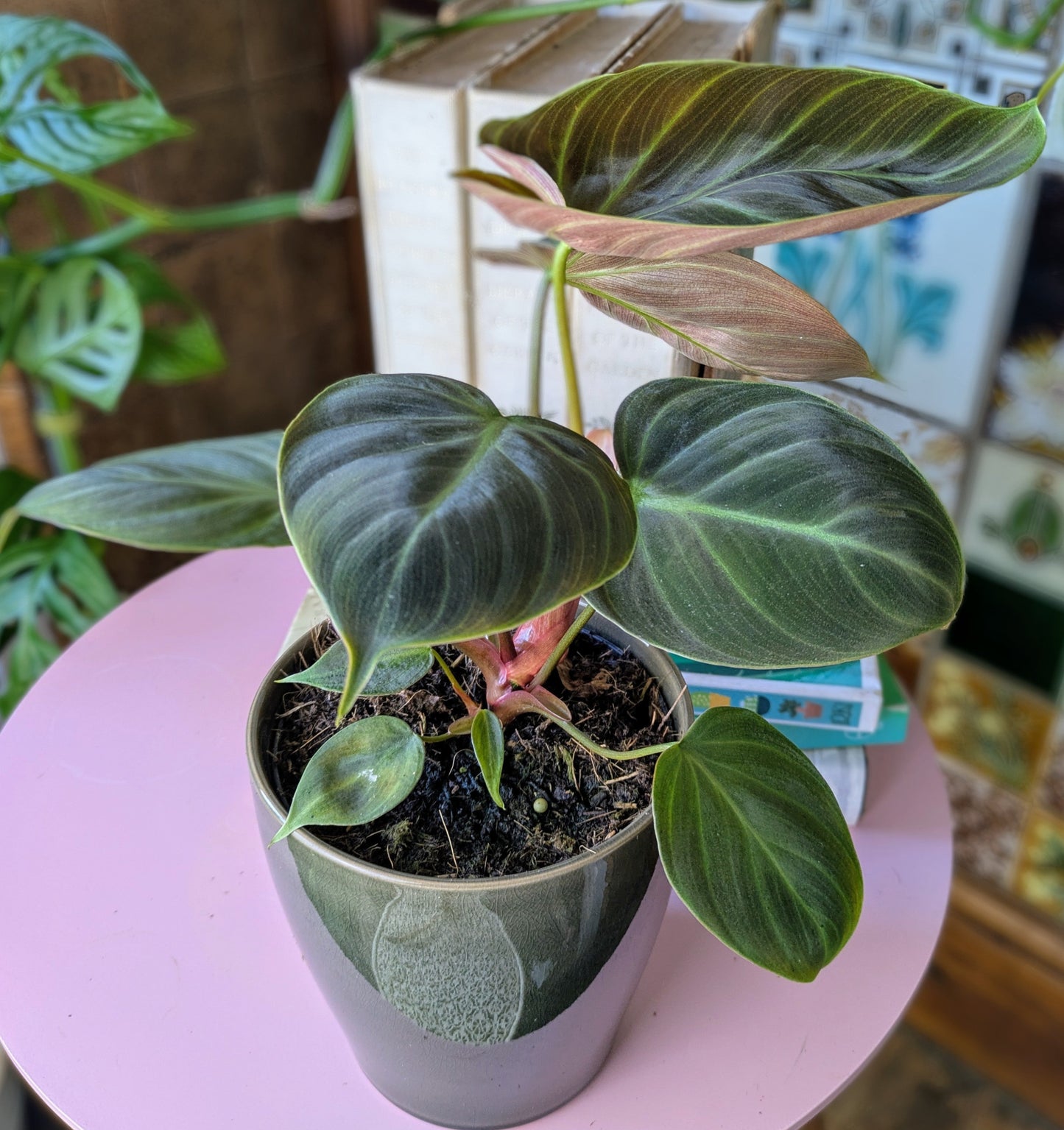 houseplant with green deeply veined leaves with a reddy brown underside