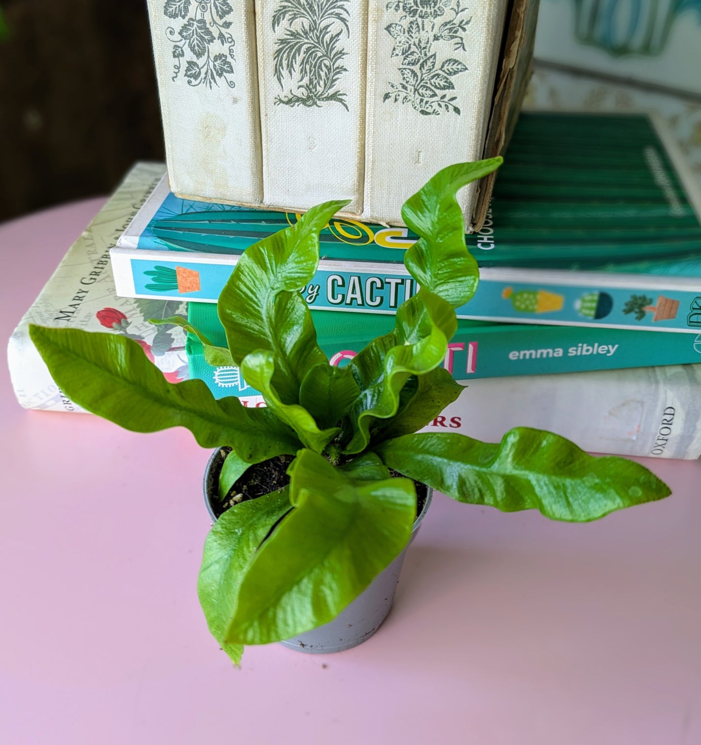 A plant with long narrow green crinkled leaves