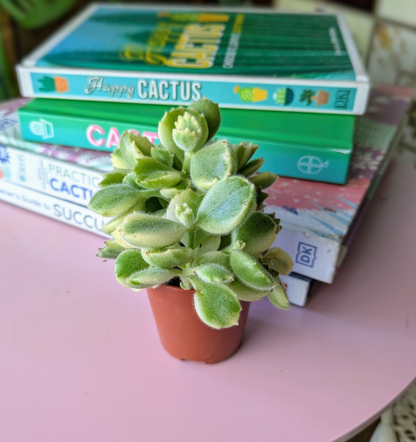 plump succulent variegated leaves with a pile of cacti books as the background