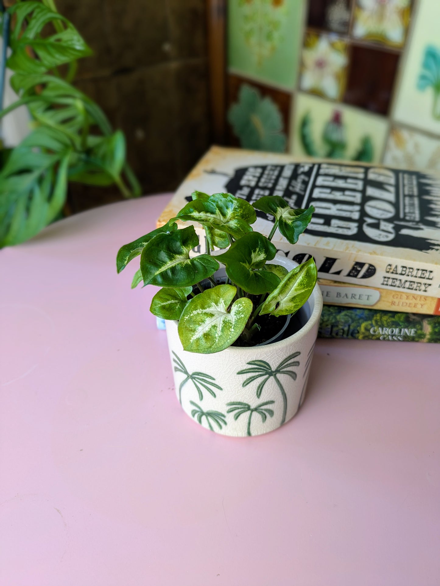 Syngonium podophyllum 'Pixie' in 6 cm pot