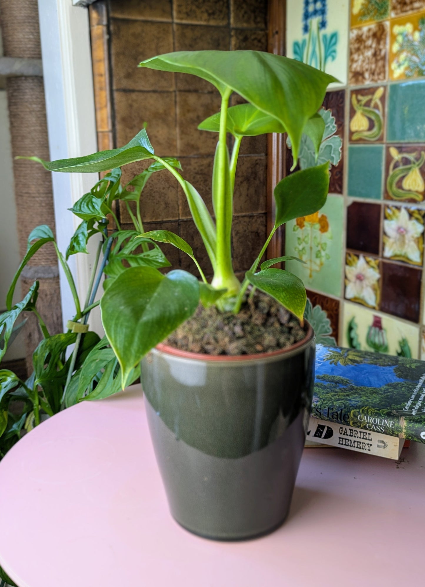 Philodendron Warszewiczii in 12 cm pot