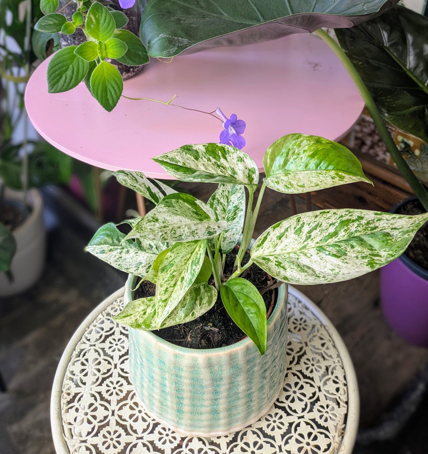 trailing houseplant with white and green variegated leaves on a metal lace effect table