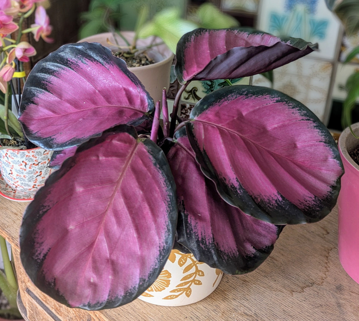 Calathea rosepicta 'Crimson' in 12 cm pot