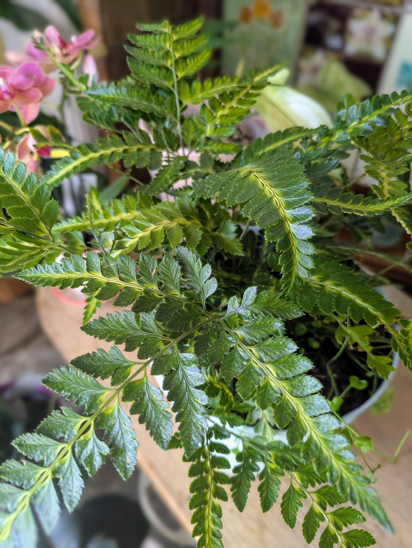 Arachnoides aristata 'Variegata' in 12 cm pot
