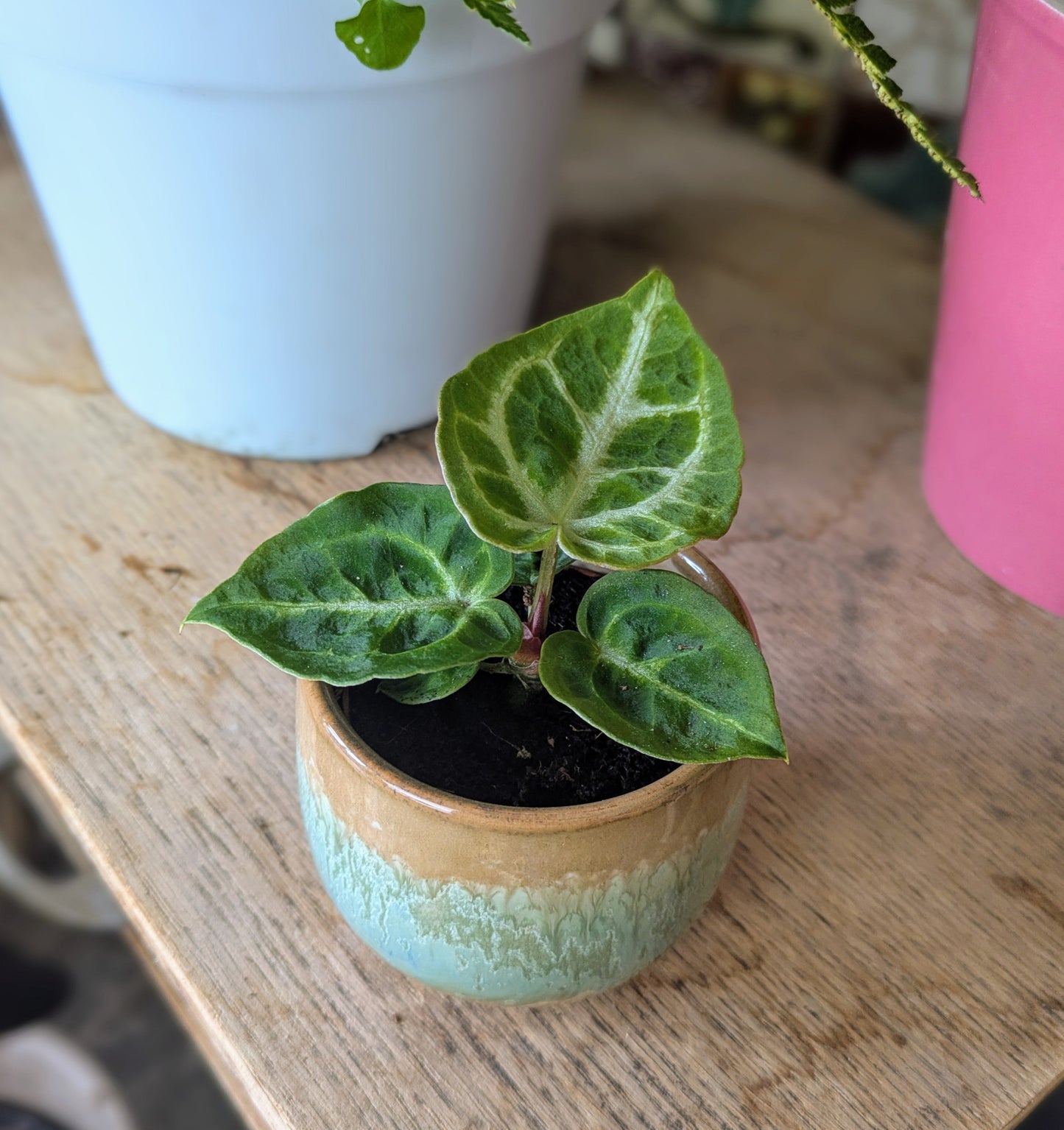 Baby houseplant with green leaves and silver veining in a ceramic pot on a wooden table