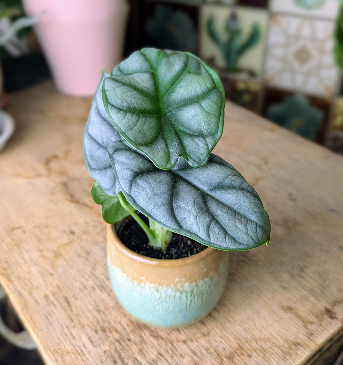 Baby houseplant with silvery green leaves in a small ceramic pot