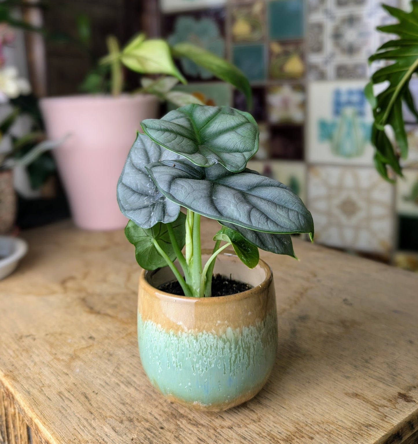 Alocasia 'Silver Dragon' in 6 cm pot
