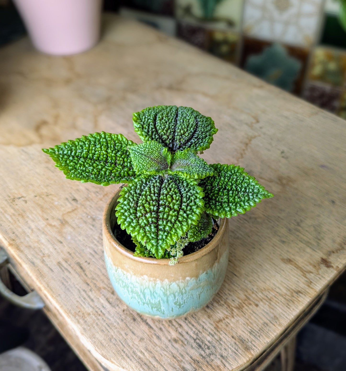 Pilea 'Moon Valley' in 6 cm pot