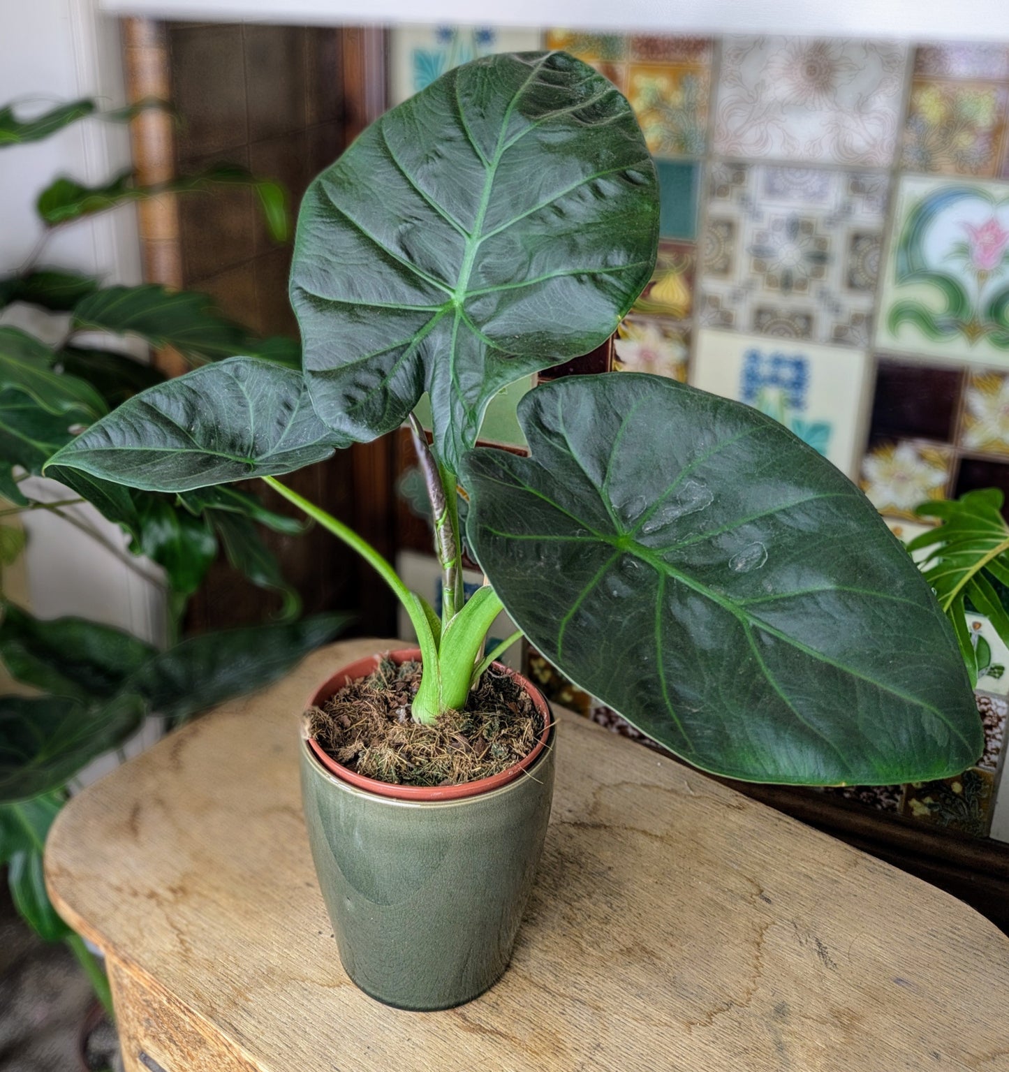 a large houseplant with large green leaves in a ceramic pot and tiled fireplace backdrop