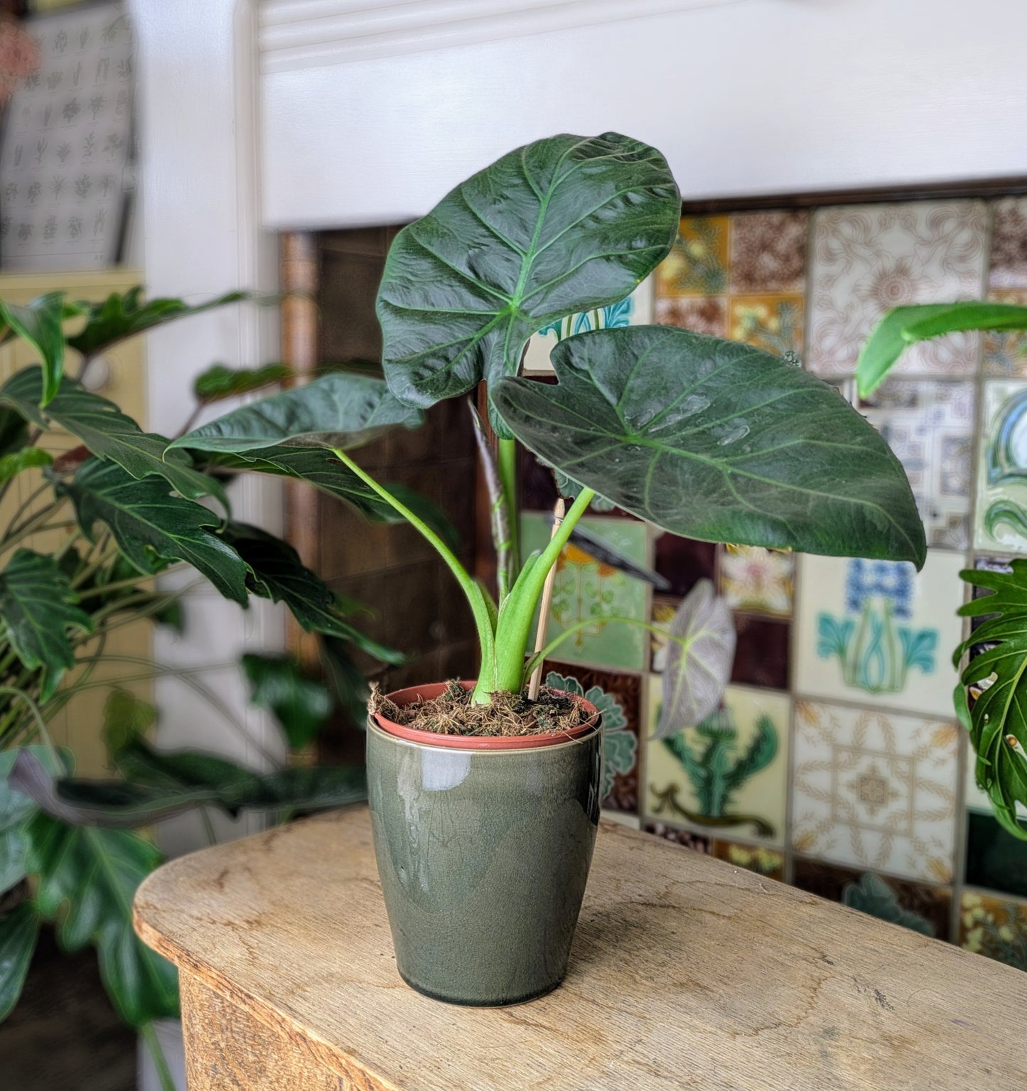 a large houseplant with large green leaves in a ceramic pot and tiled fireplace backdrop