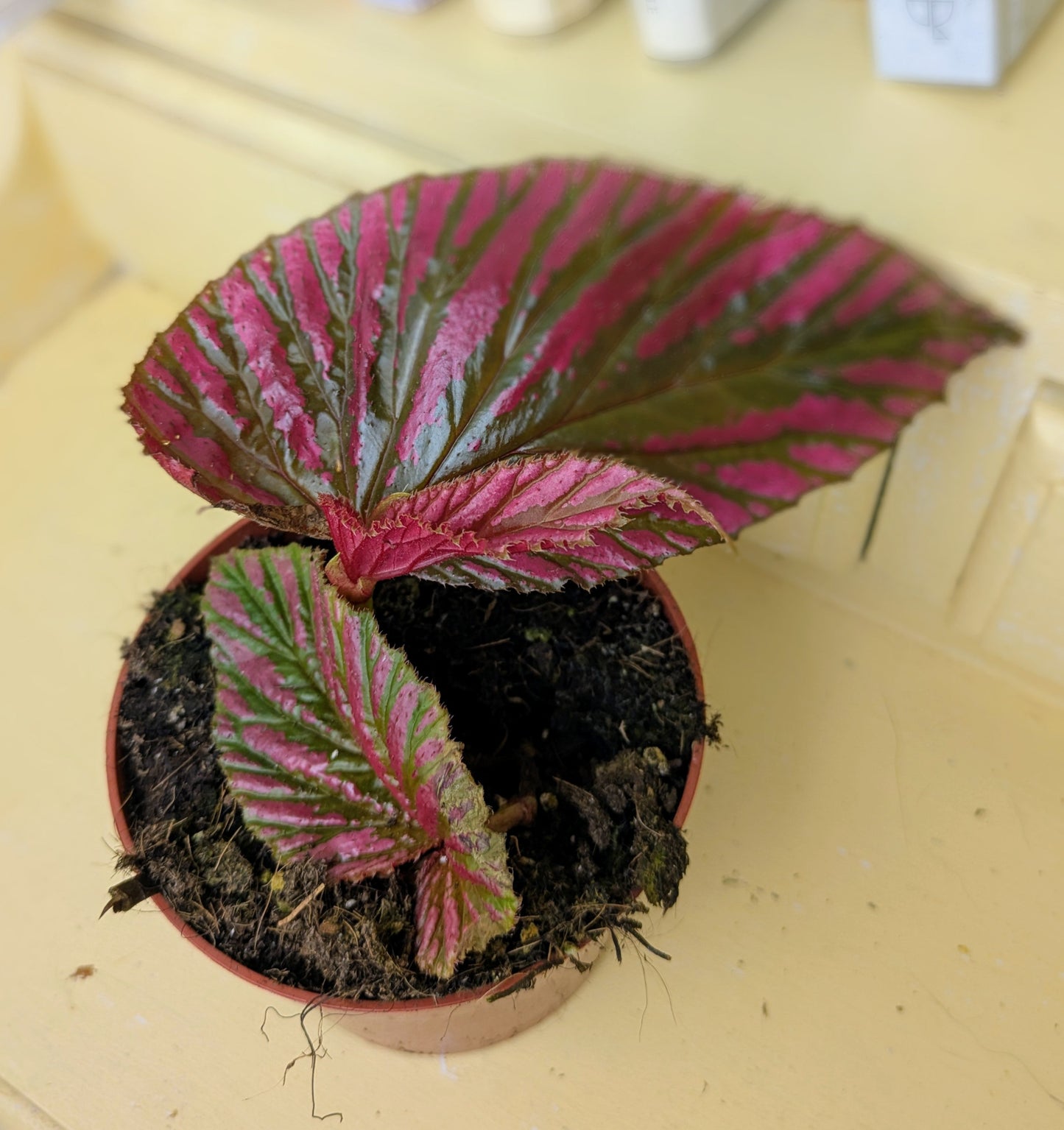 Begonia brevirimosa Ssp. in 9 cm pot