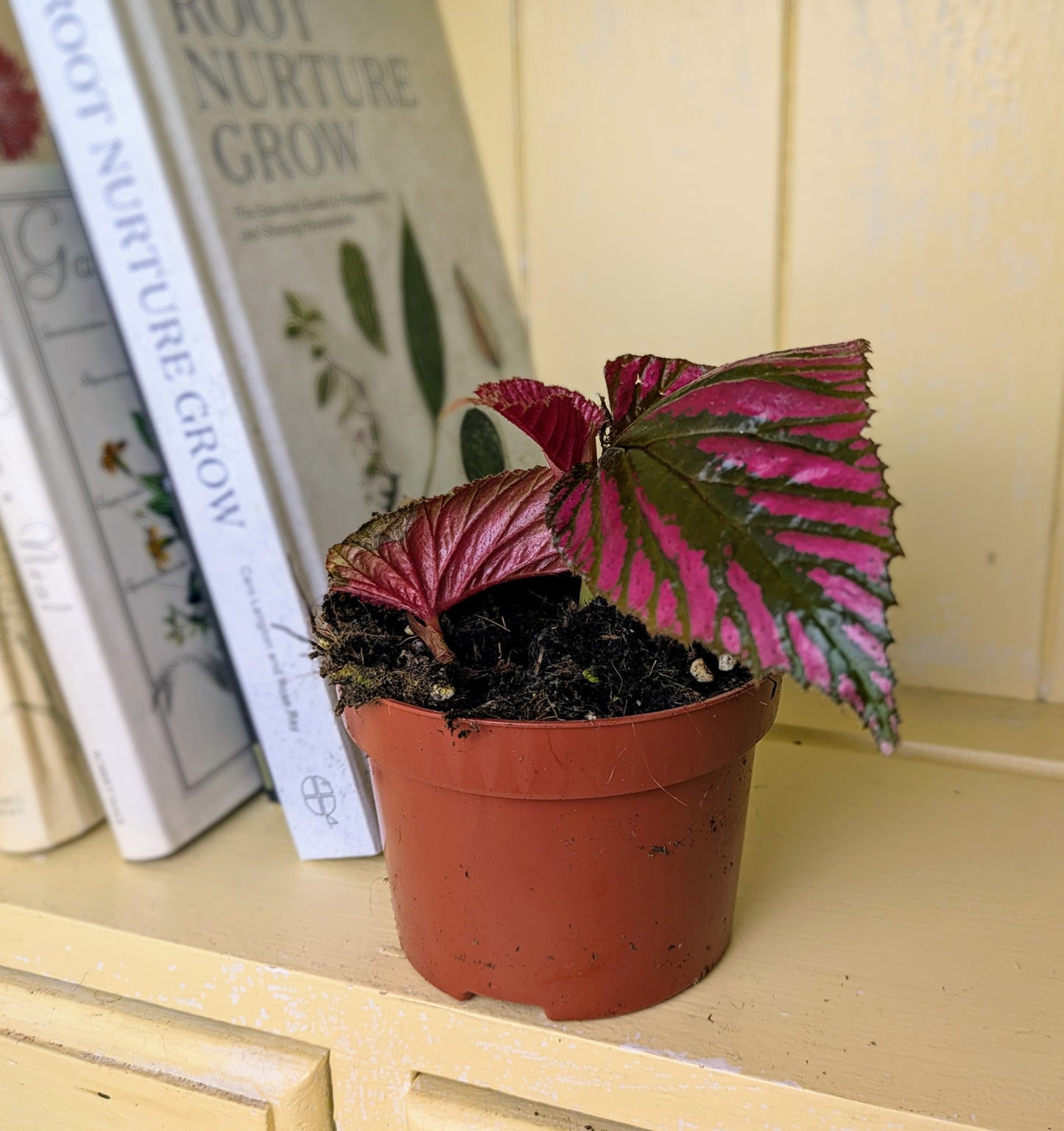 Begonia brevirimosa Ssp. in 9 cm pot