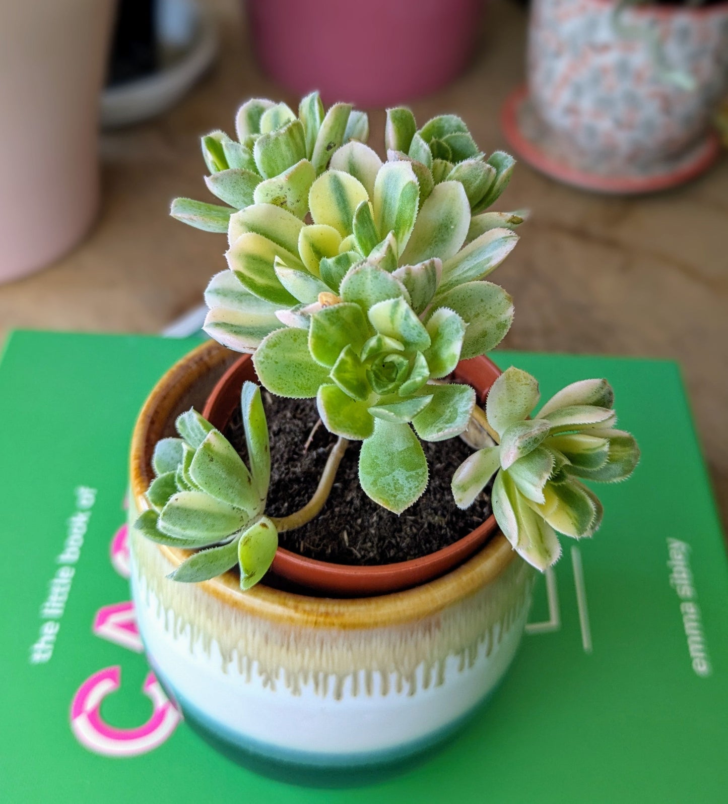 Aeonium Variegata in 5 cm Pot