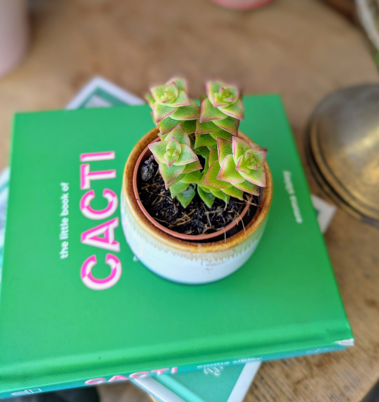 small succulent with stacked leaves in a ceramic pot sitting on a cactus book