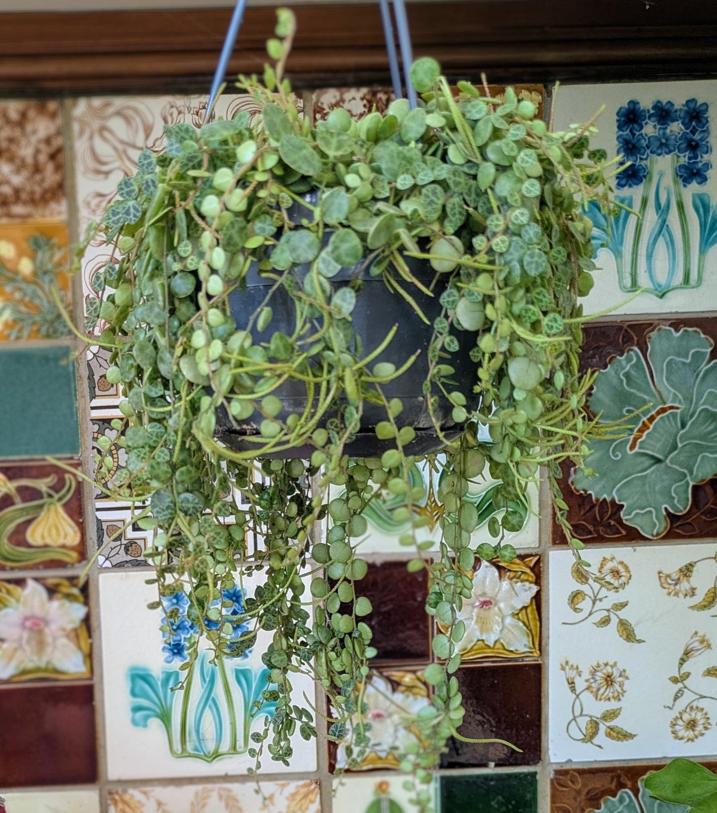 Peperomia prostrata in hanging planter - String of Turtles in 14cm hanging pot