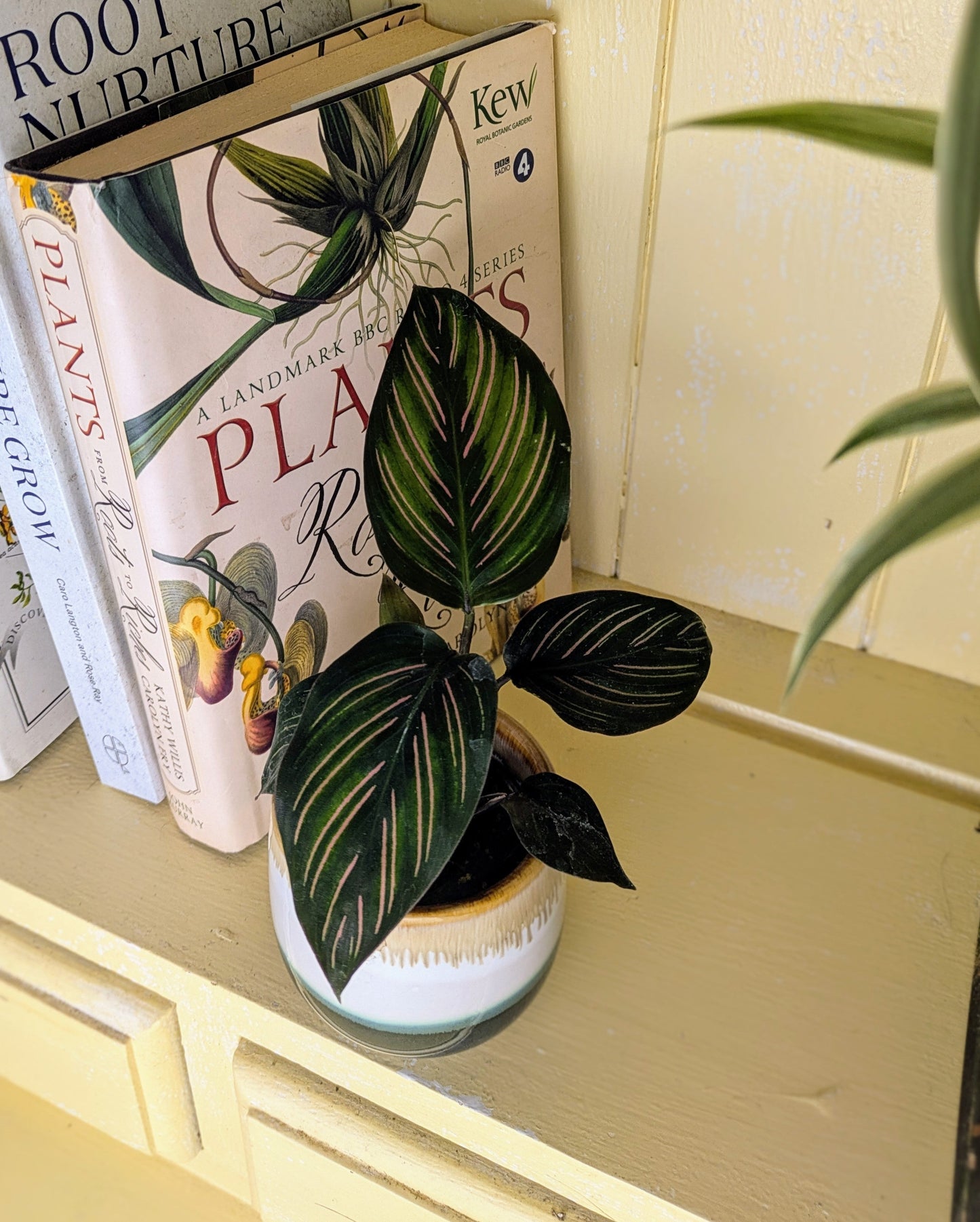 Calathea 'Mieli' in 6 cm pot