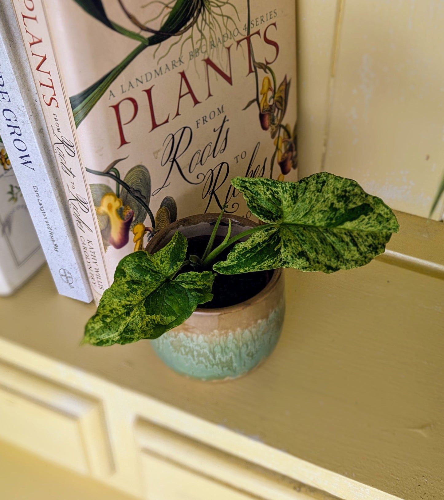 Syngonium podophyllum variegata 'Mottled' in 6 cm pot