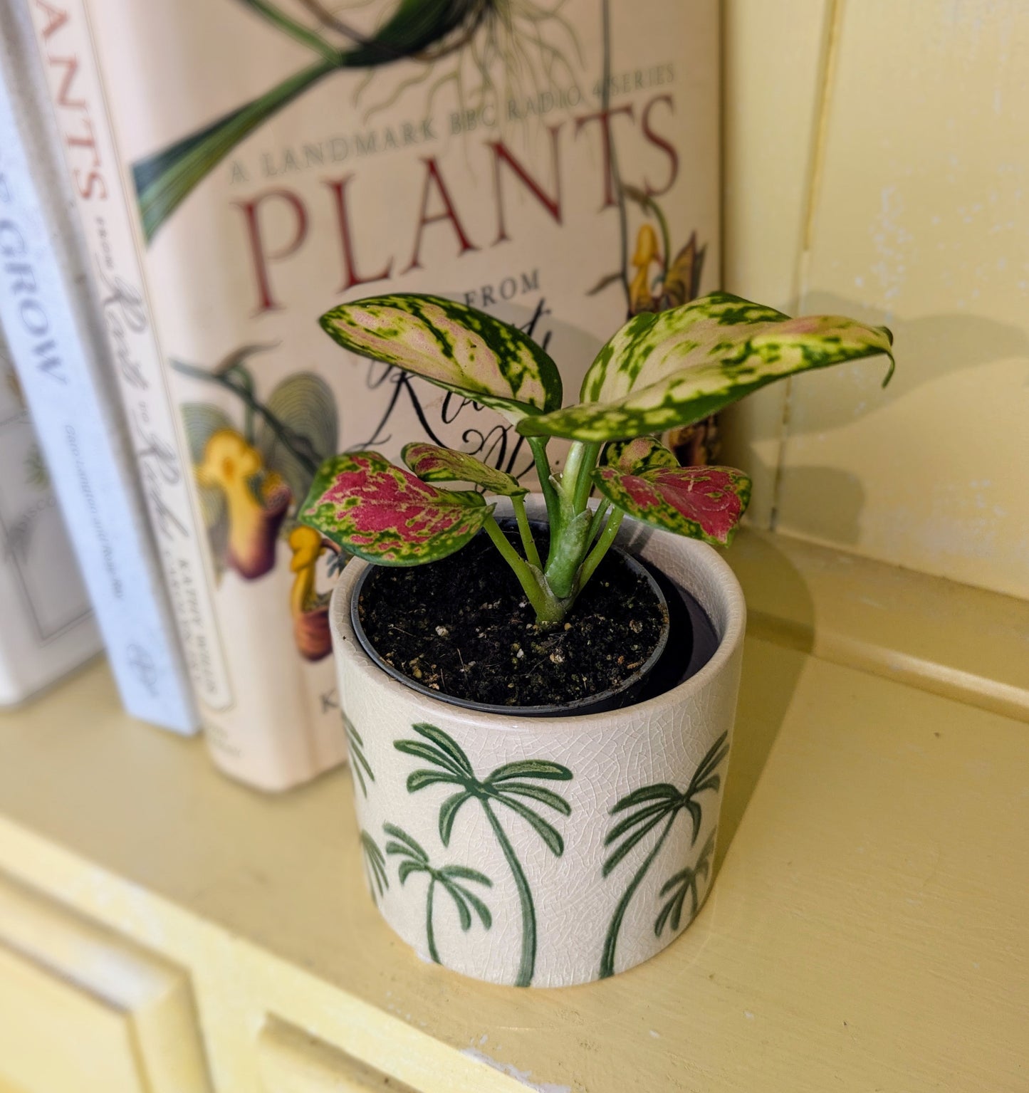 Aglaonema 'Red Valentine' in 6 cm pot